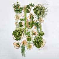 Фитостена СПИЛЫ